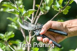Tree_Pruning_Services_MA